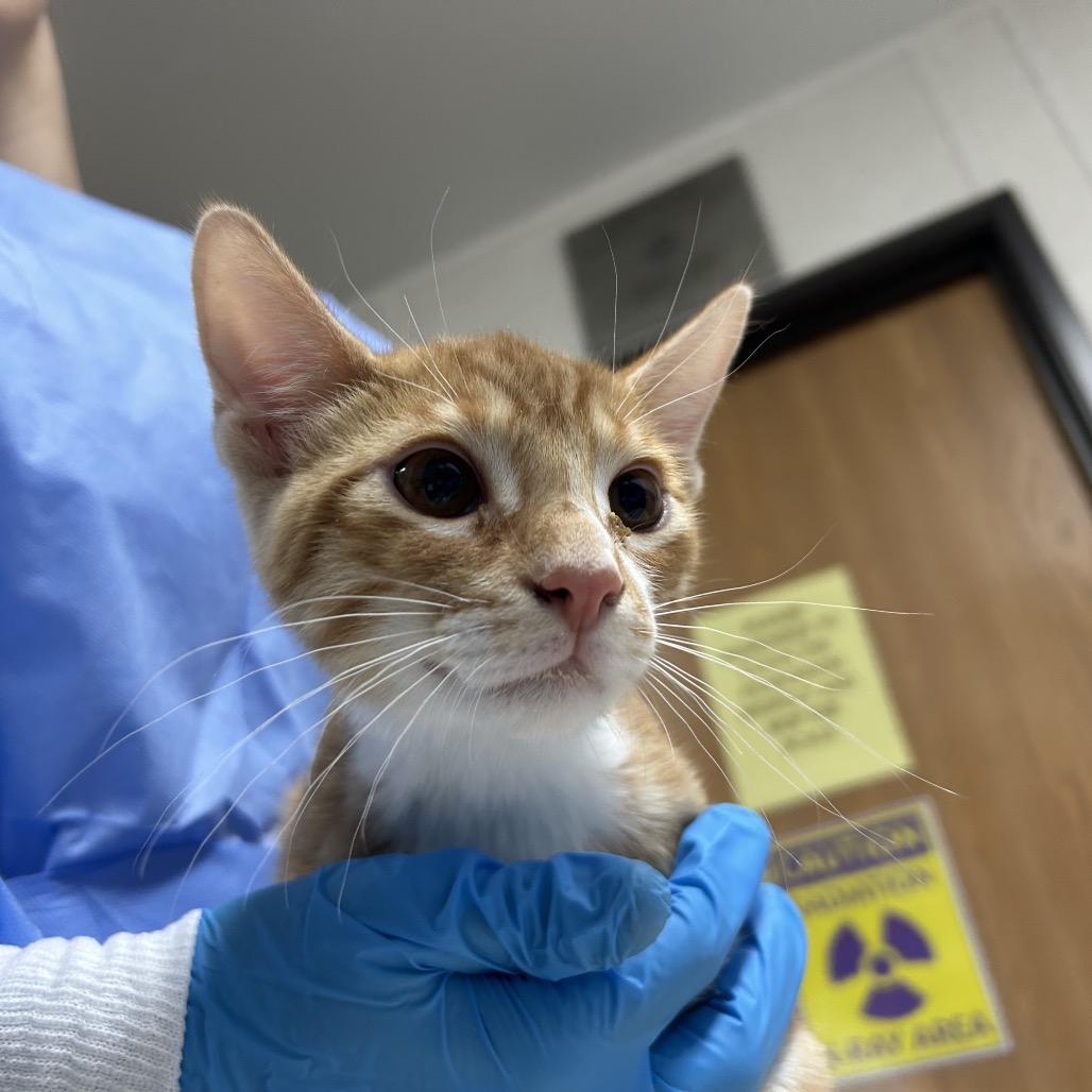 Enlarge Aidan, a Adoptable Domestic Short Hair in Pensacola, FL image 2/2