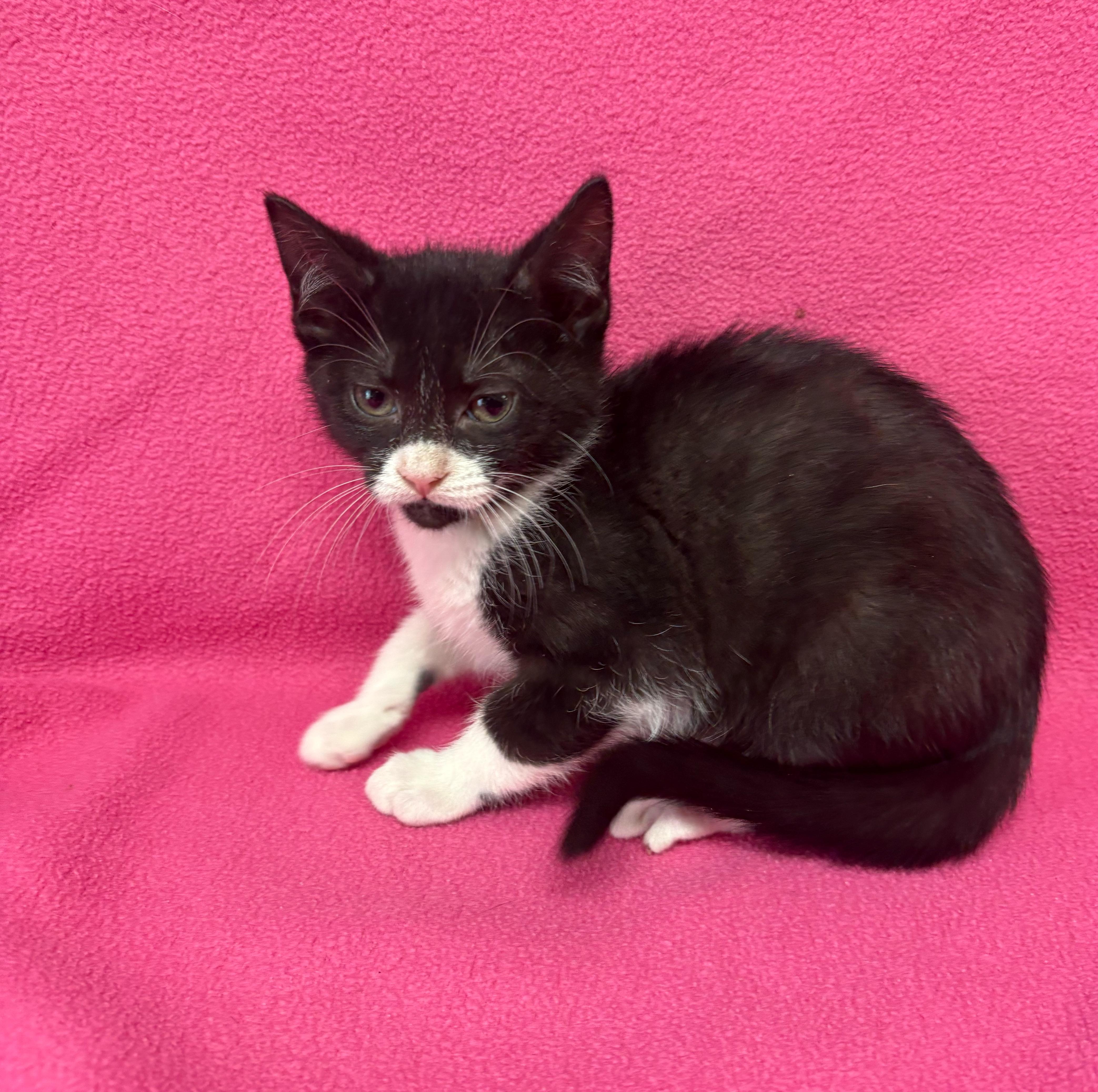 Carlene, adopted, Kitten Female Domestic Short Hair.