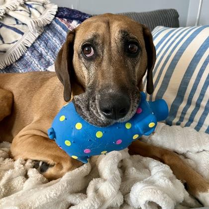 Scooby, ADOPTABLE, Adult Male Mixed Breed.