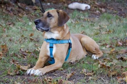 Enlarge Scooby, a ADOPTABLE Mixed Breed in Westbrook, ME image 2/3