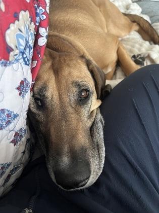 Enlarge Scooby, a ADOPTABLE Mixed Breed in Westbrook, ME image 3/3