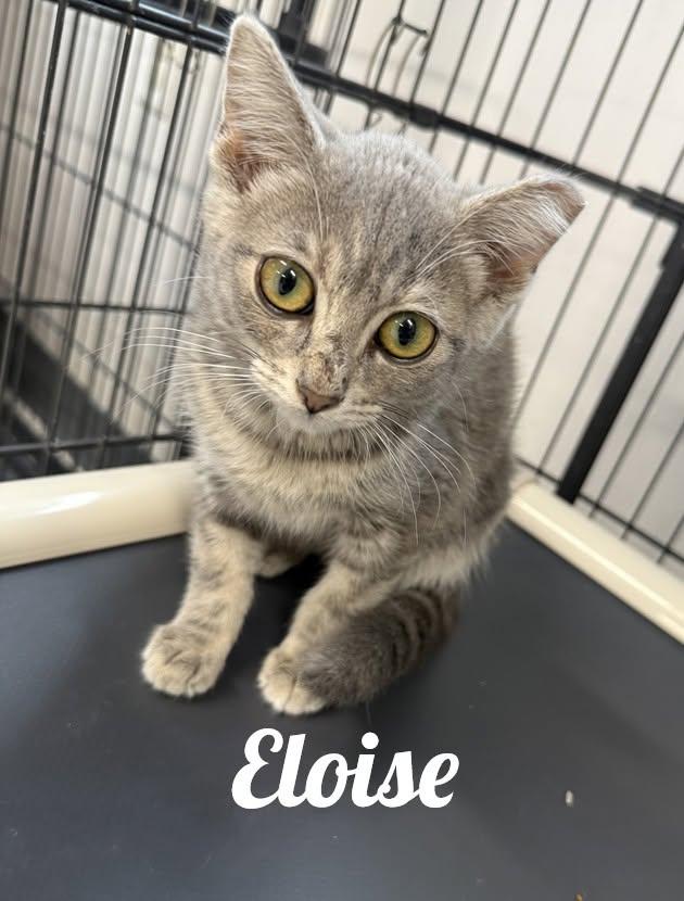 Enlarge Eloise, a Adoptable Domestic Short Hair in Manistee, MI image 1/1