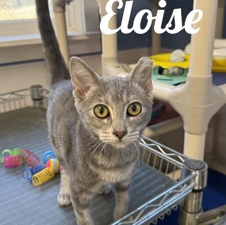Eloise, Adoptable, Young Female Domestic Short Hair.