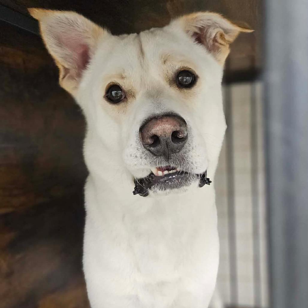 Enlarge Asher, a Adoptable mixed breed in Brainerd, MN image 1/5