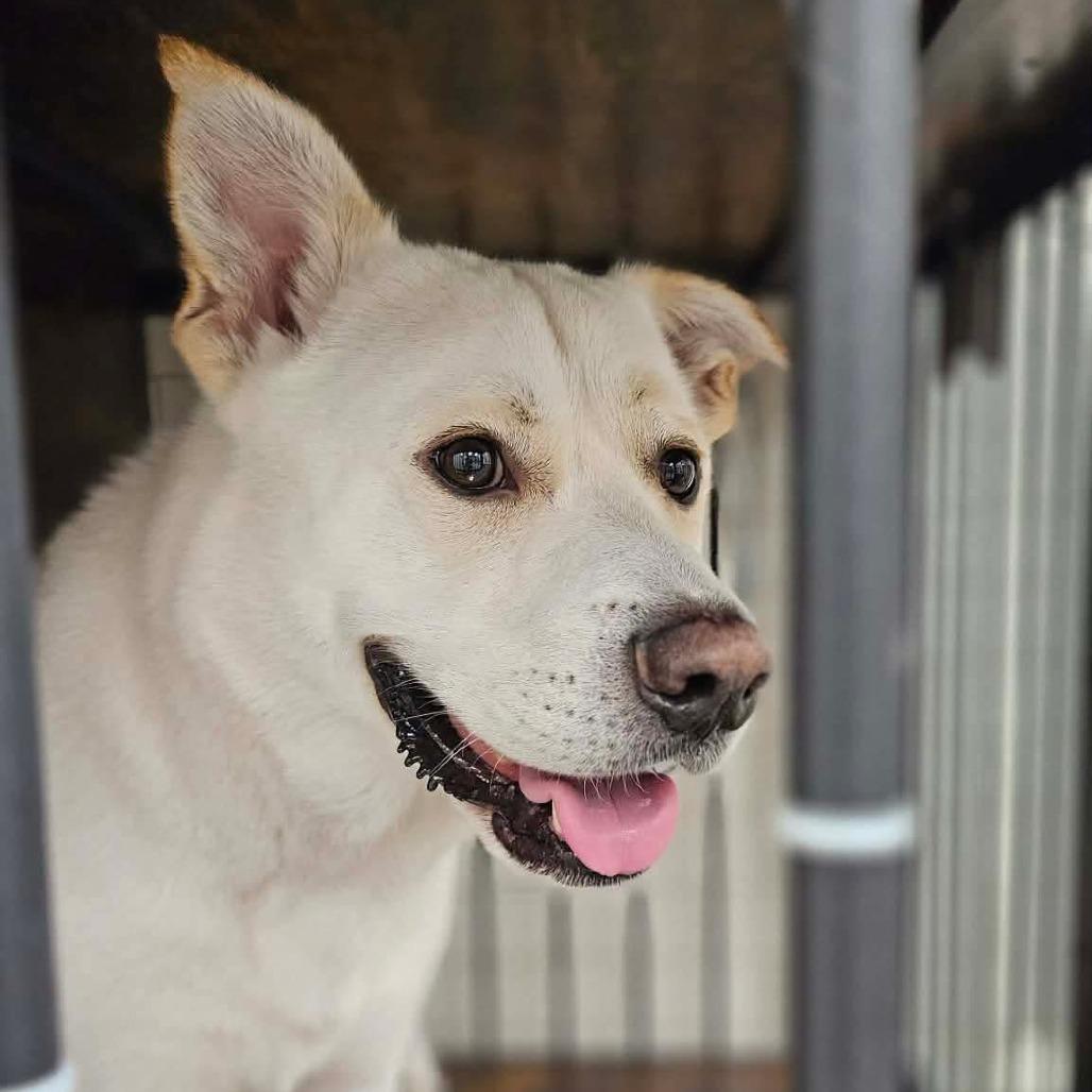 Enlarge Asher, a Adoptable mixed breed in Brainerd, MN image 2/5