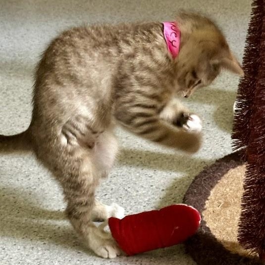 Honey - Gorgeous, a ADOPTABLE Tabby in Hoquiam, WA image 5/6