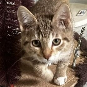 Honey - Gorgeous, a ADOPTABLE Tabby in Hoquiam, WA image 1/6