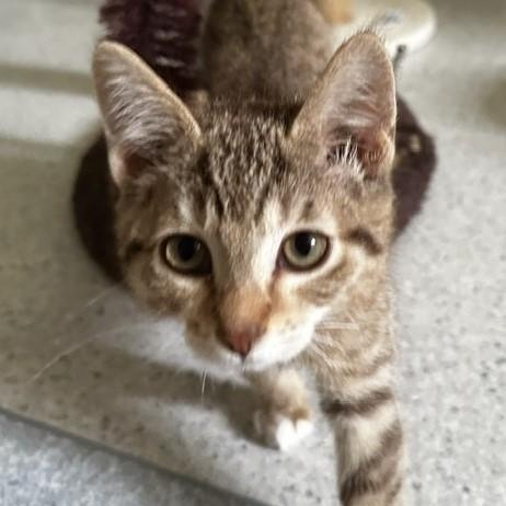 Honey - Gorgeous, a ADOPTABLE Tabby in Hoquiam, WA image 2/6