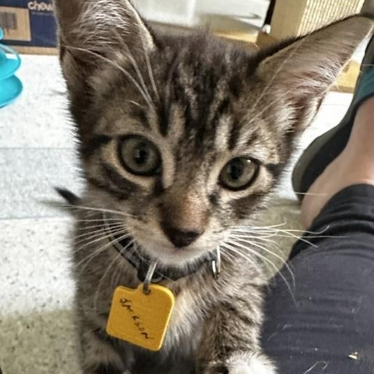 Honey - Gorgeous, a ADOPTABLE Tabby in Hoquiam, WA image 6/6