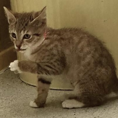 Honey - Gorgeous, a ADOPTABLE Tabby in Hoquiam, WA image 3/6