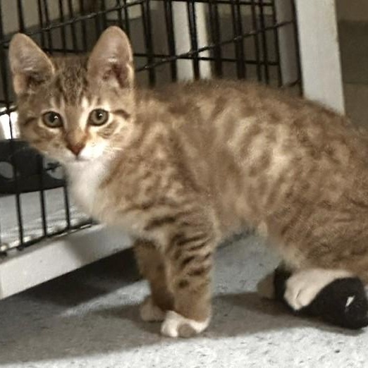 Honey - Gorgeous, a ADOPTABLE Tabby in Hoquiam, WA image 4/6