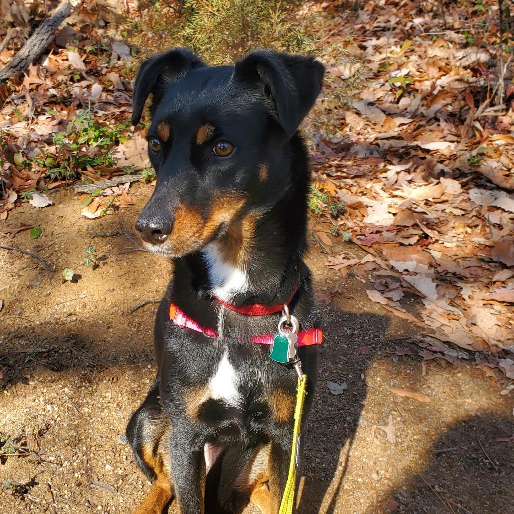 Carly FKA Rottie/Catahoula pups: Shirley, a Adoptable mixed breed in Falls Church, VA image 3/6