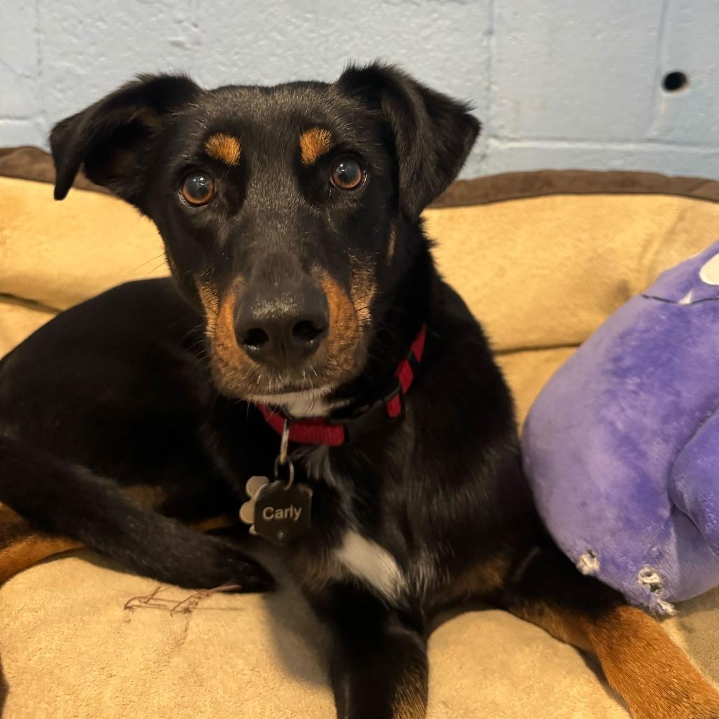 Enlarge Carly FKA Rottie/Catahoula pups: Shirley, a Adoptable mixed breed in Falls Church, VA image 3/6