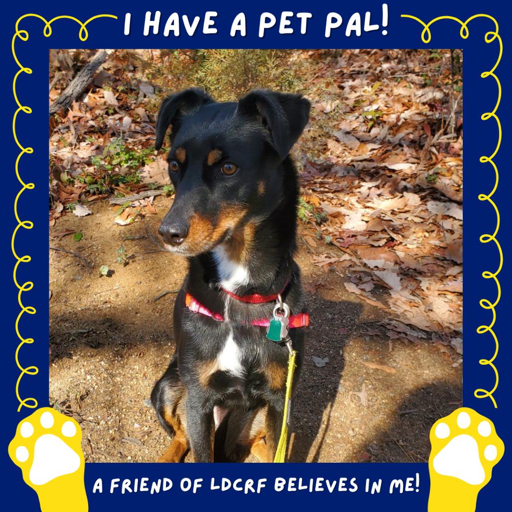 Carly FKA Rottie/Catahoula pups: Shirley, a Adoptable mixed breed in Falls Church, VA image 4/6