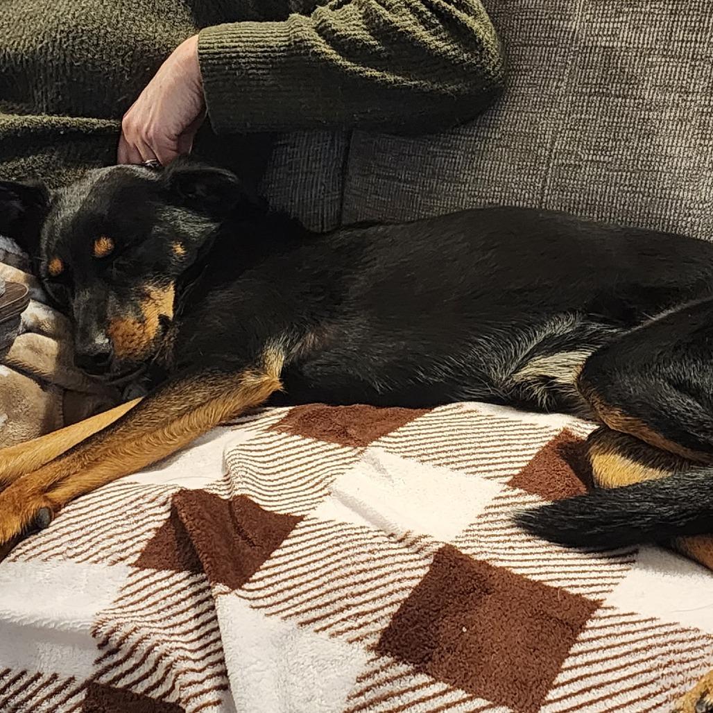 Carly FKA Rottie/Catahoula pups: Shirley, a Adoptable mixed breed in Falls Church, VA image 5/6