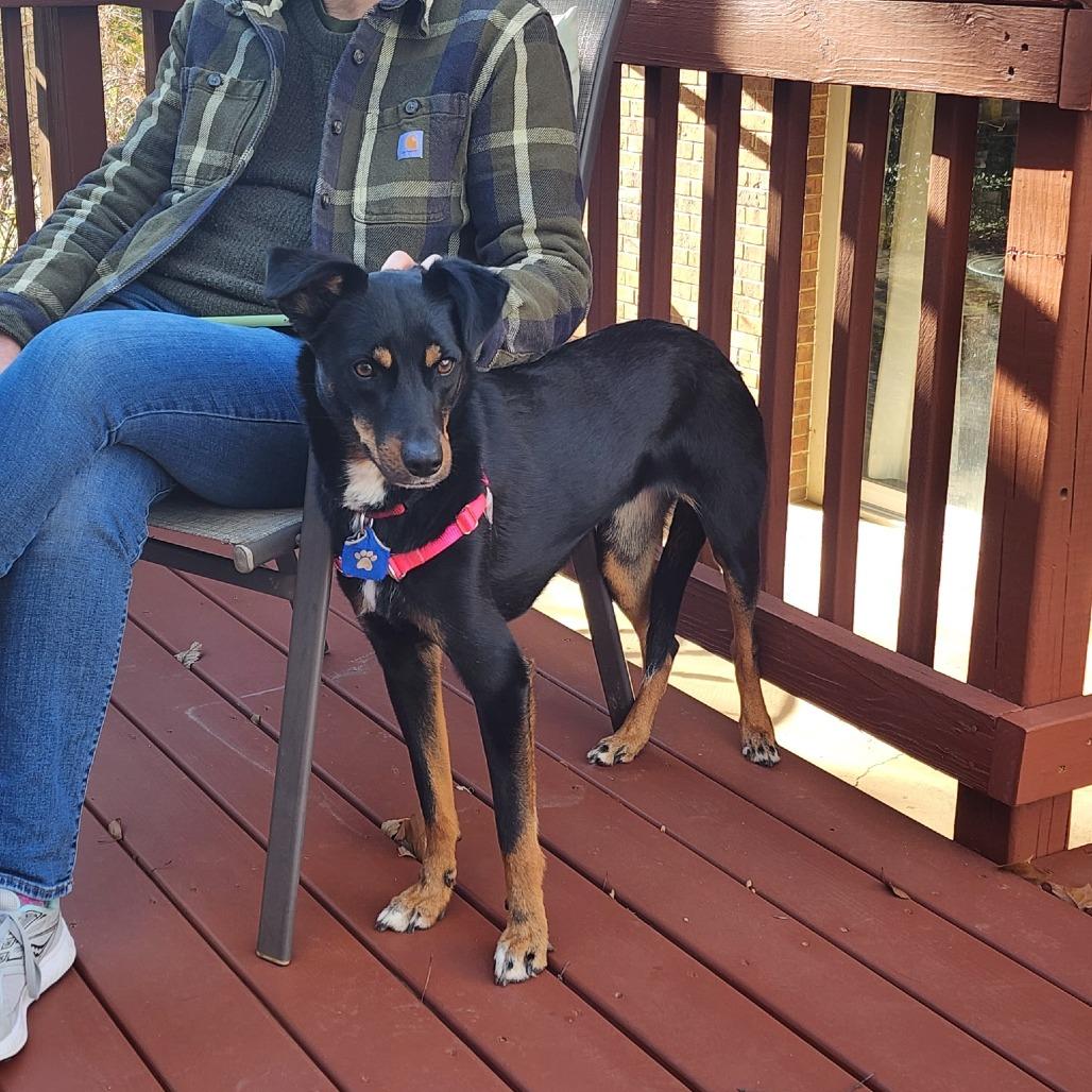 Carly FKA Rottie/Catahoula pups: Shirley, a Adoptable mixed breed in Falls Church, VA image 6/6