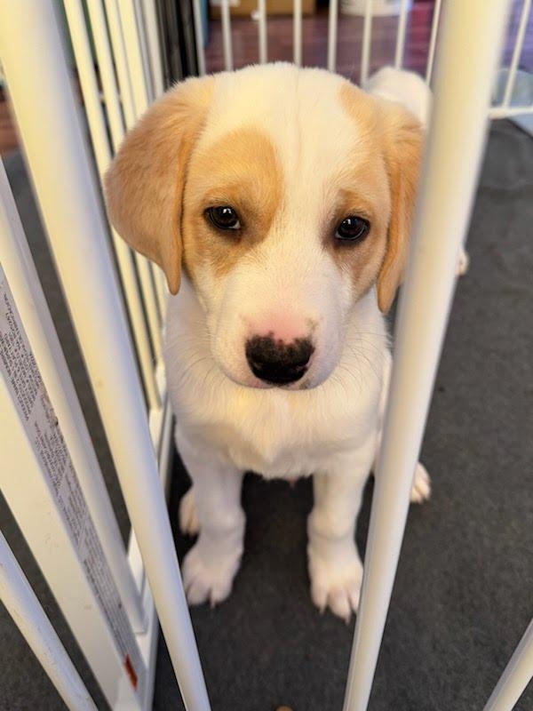 Brownie, Adoptable, Puppy Male Shepherd & Retriever.