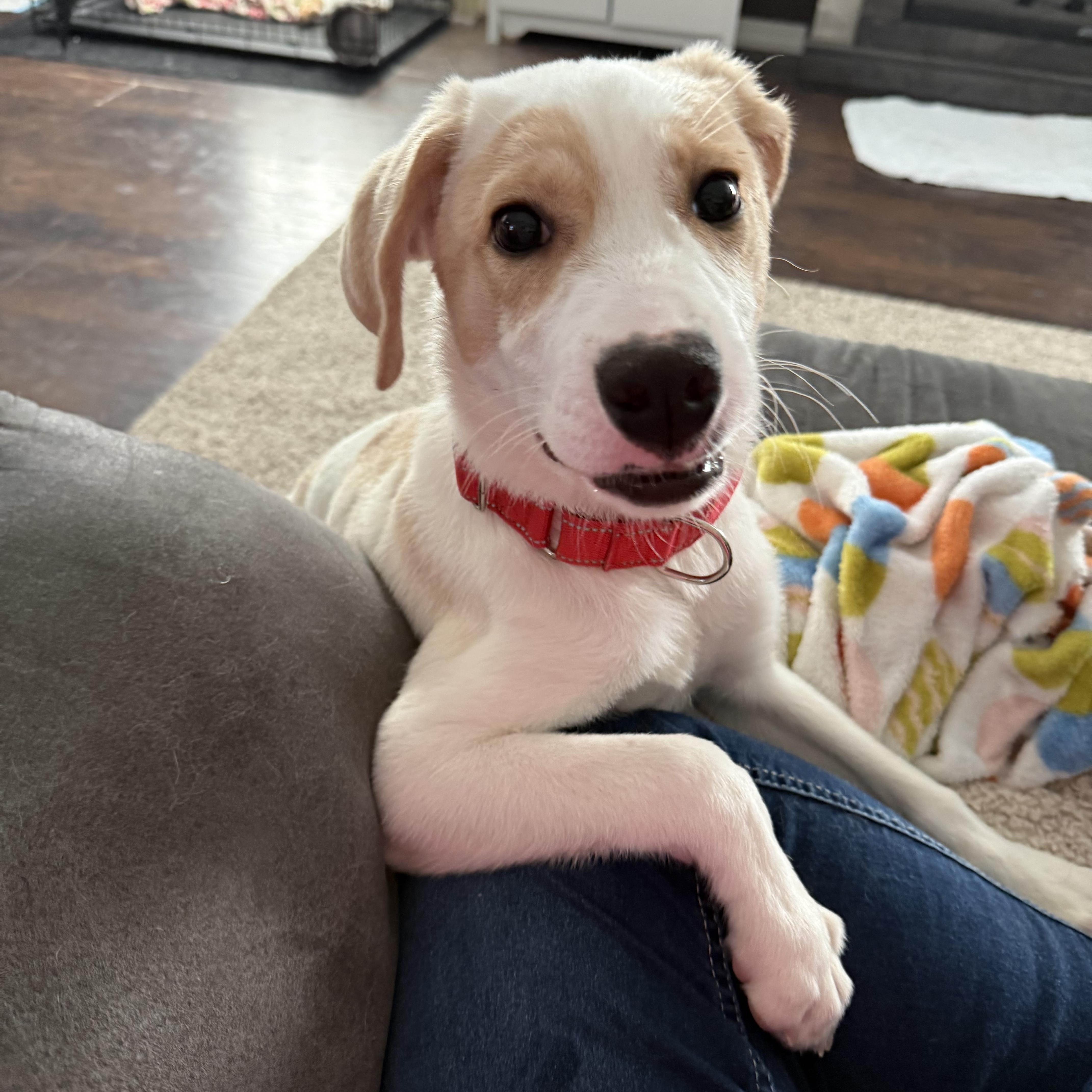 Enlarge Brownie, a Adoptable mixed breed in Oswego, IL image 4/6