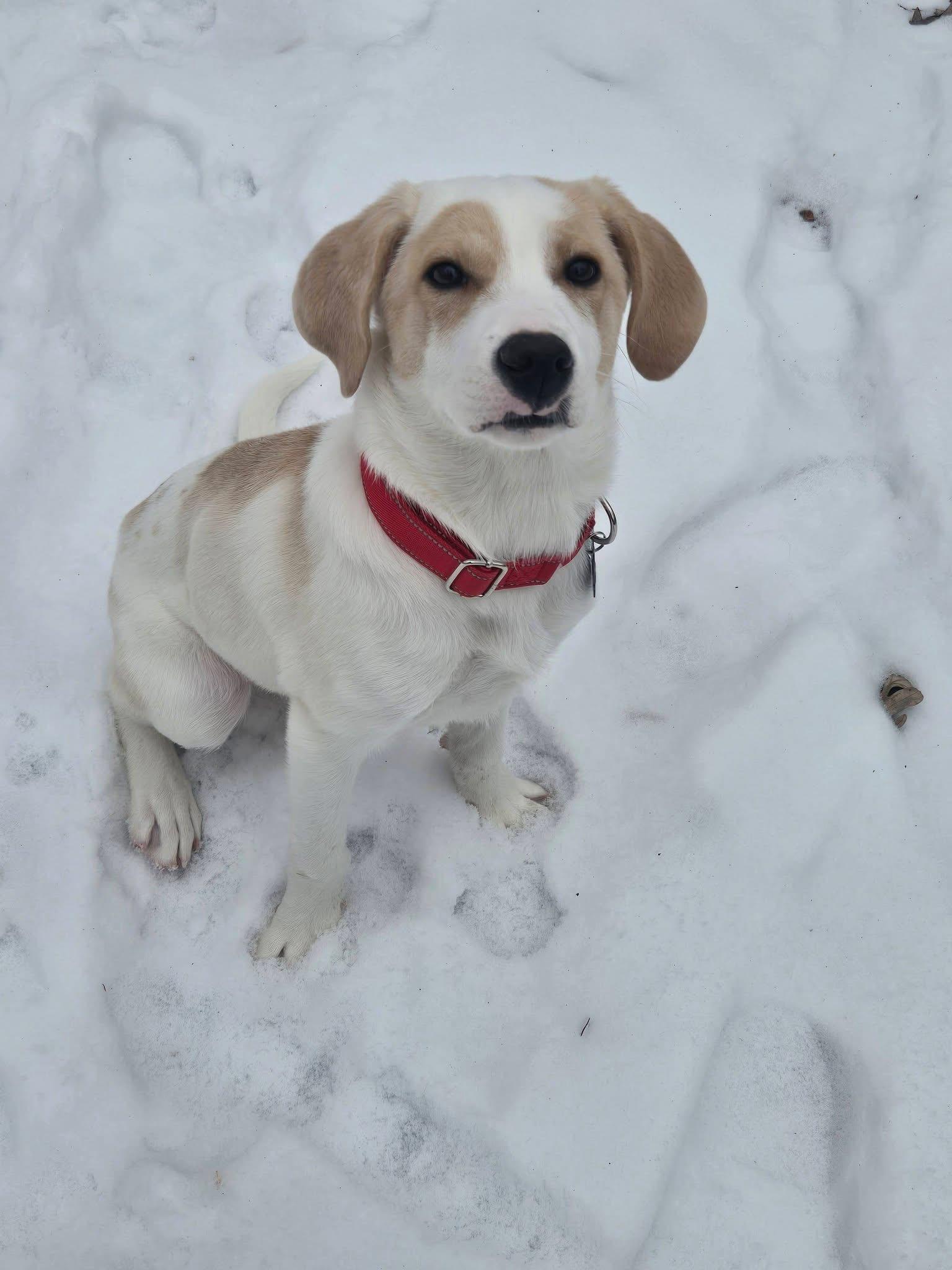 Enlarge Brownie, a Adoptable mixed breed in Oswego, IL image 6/6
