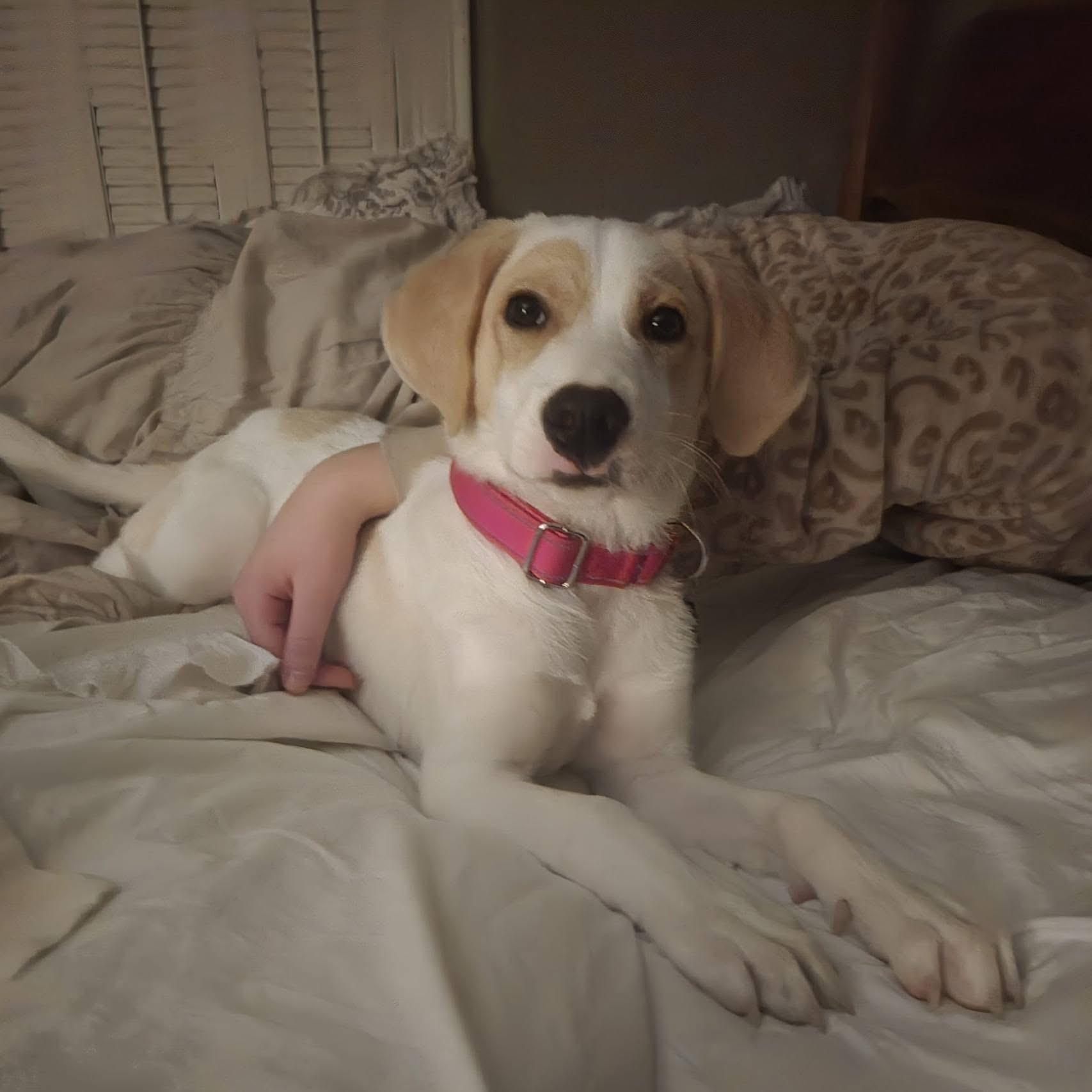 Enlarge Brownie, a Adoptable mixed breed in Oswego, IL image 5/6