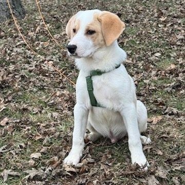 Brownie, Adoptable, Puppy Male Shepherd & Retriever.