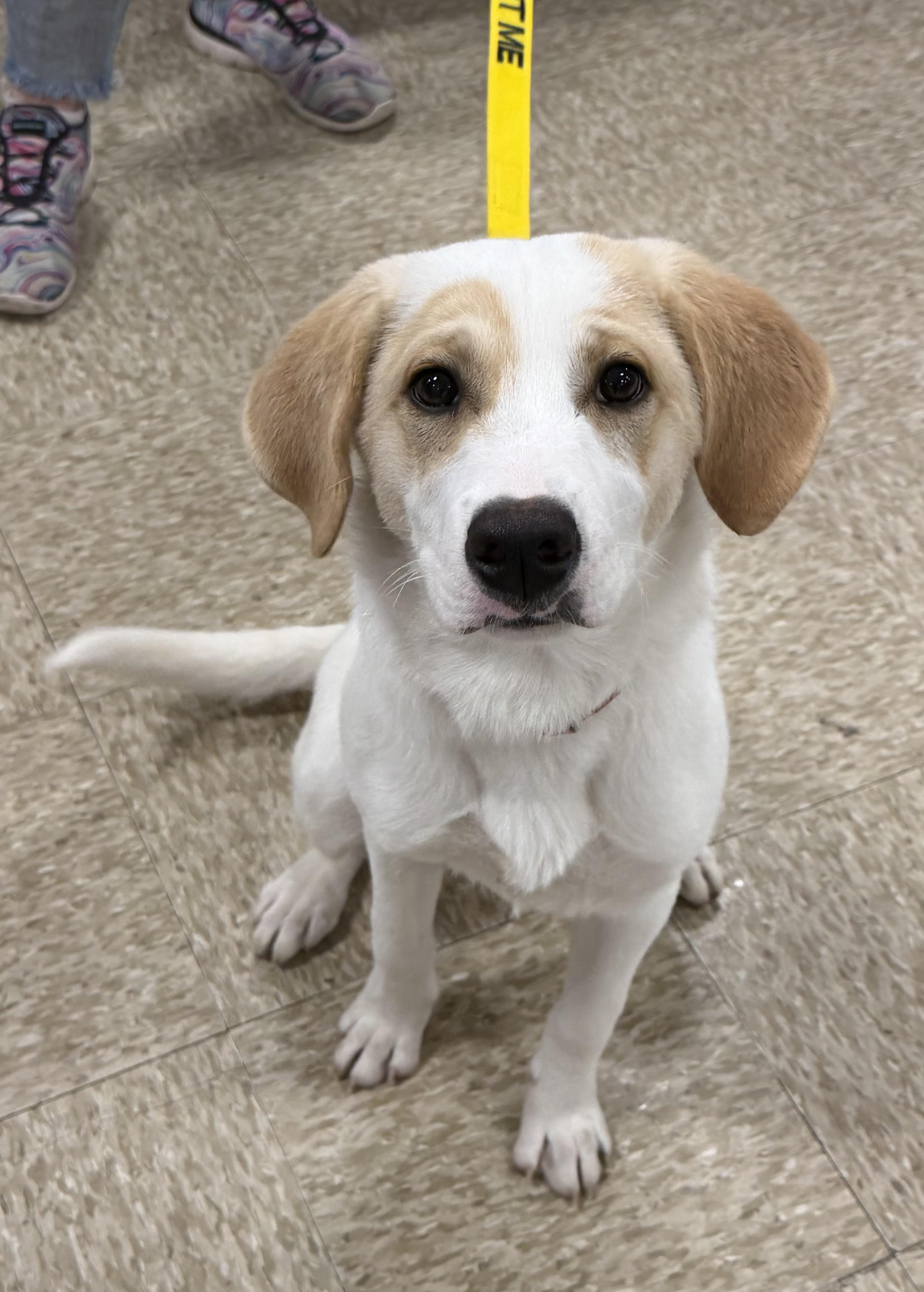 Brownie, Adoptable, Puppy Male Shepherd & Retriever.