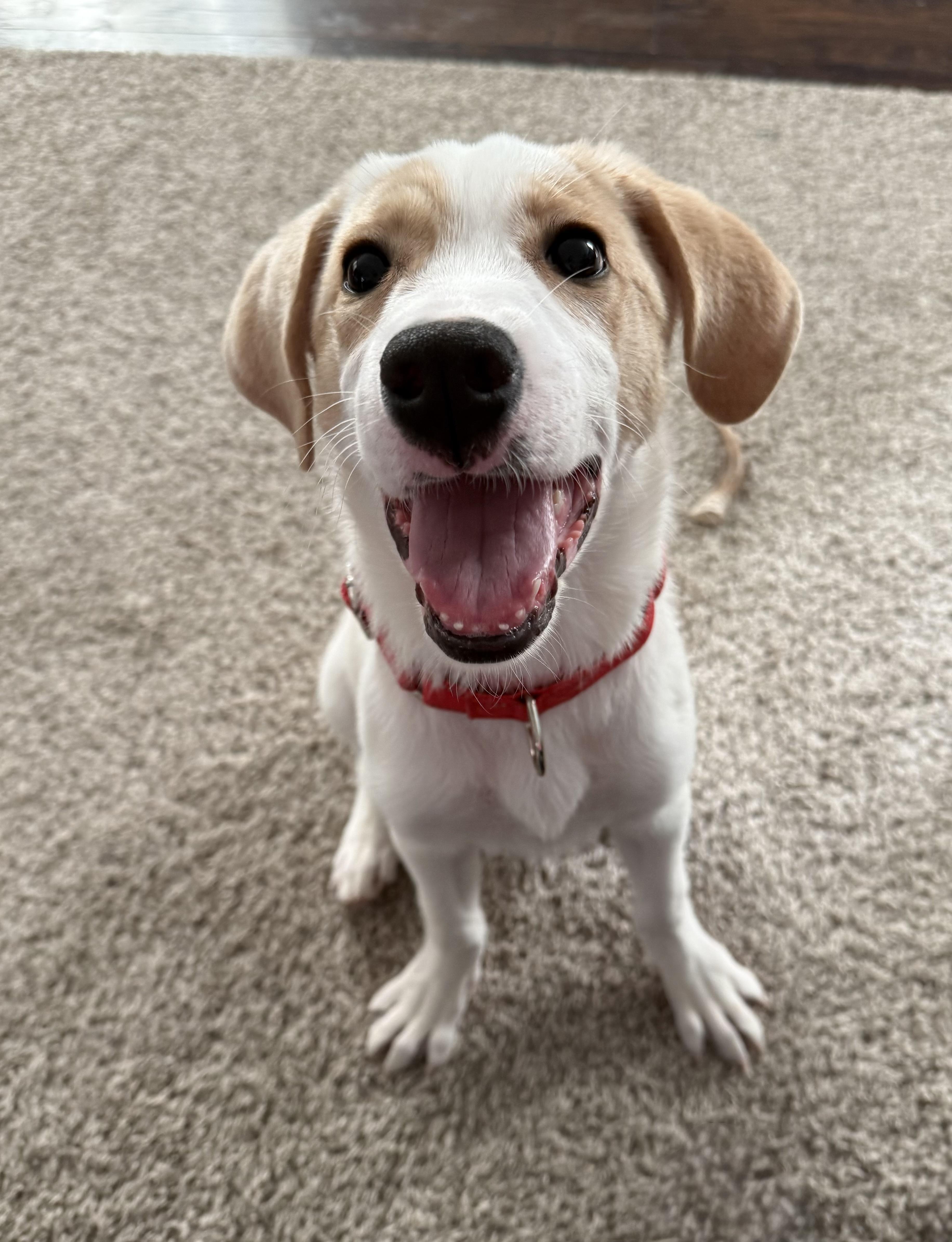 Enlarge Brownie, a Adoptable mixed breed in Oswego, IL image 2/6