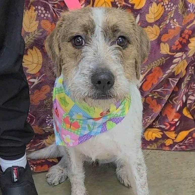 Enlarge Artemis, a Adoptable mixed breed in Williston, VT image 1/3