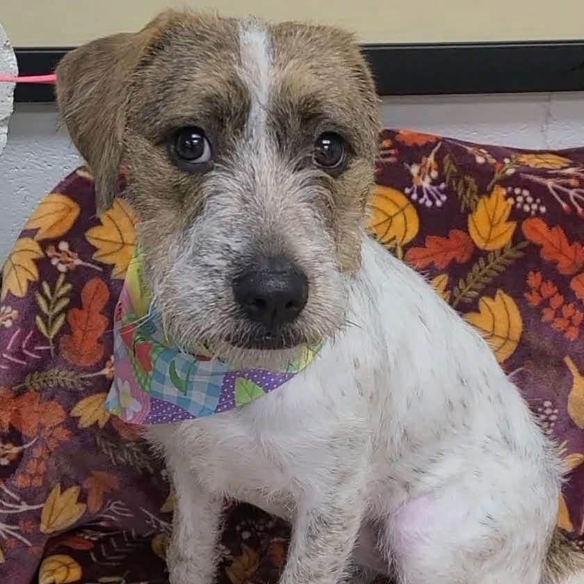 Enlarge Artemis, a Adoptable mixed breed in Williston, VT image 3/3