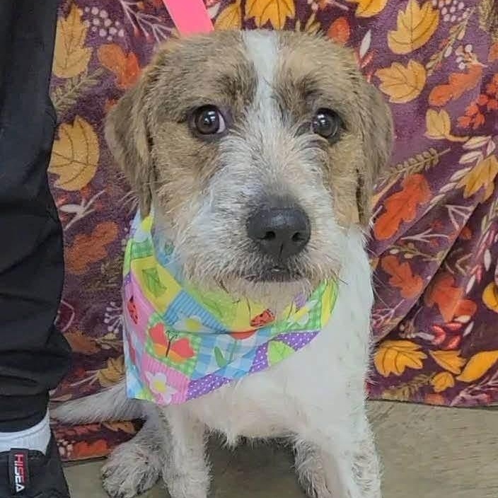 Enlarge Artemis, a Adoptable mixed breed in Williston, VT image 2/3