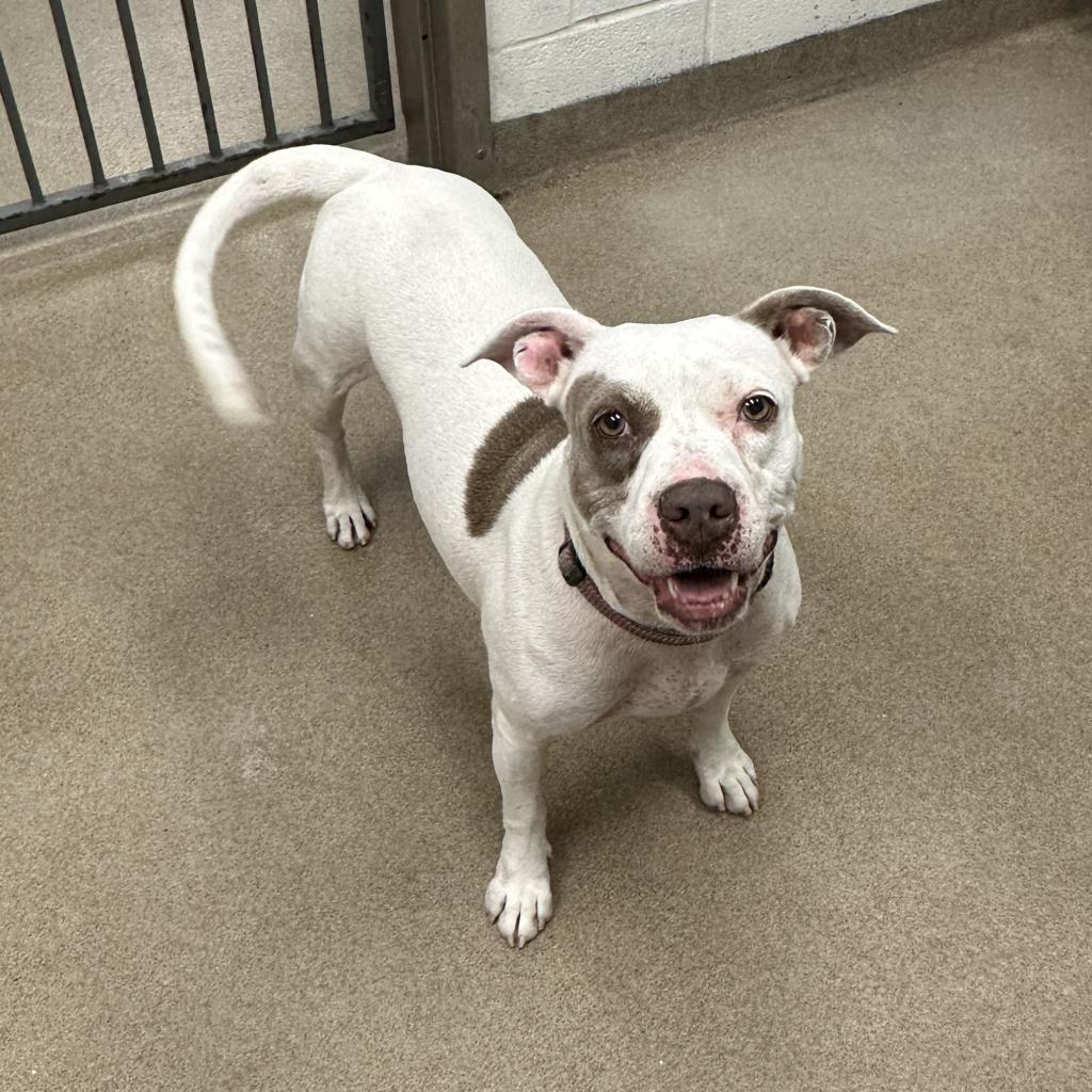 Missy, a Adoptable mixed breed in Corpus Christi, TX image 1/6