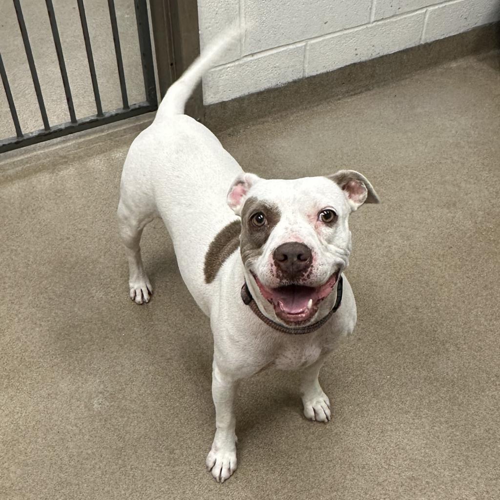 Missy, a Adoptable mixed breed in Corpus Christi, TX image 2/6