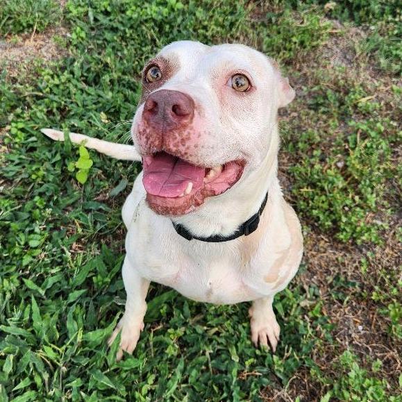 Missy, a Adoptable mixed breed in Corpus Christi, TX image 3/6