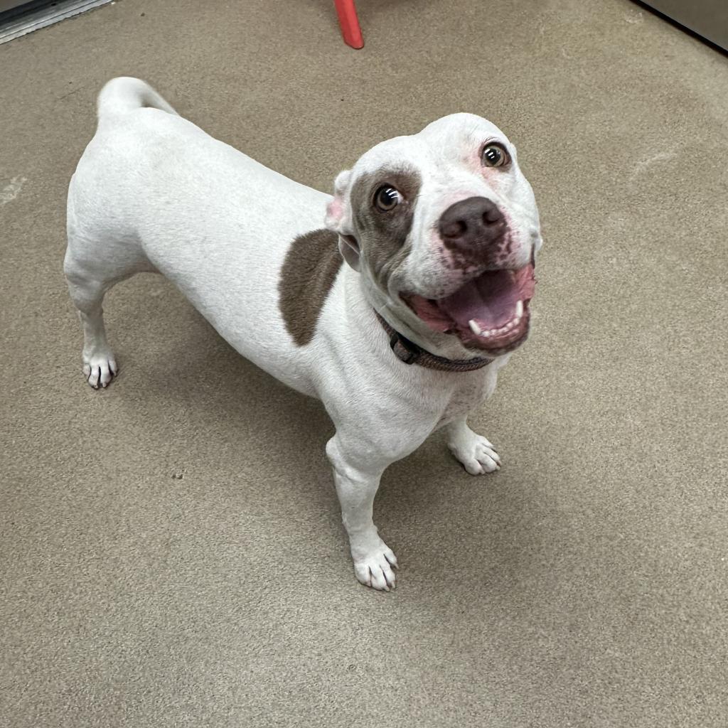 Missy, a Adoptable mixed breed in Corpus Christi, TX image 3/6