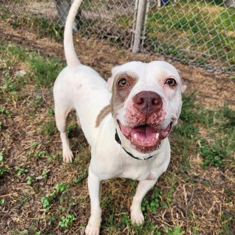 Enlarge Missy, a Adoptable mixed breed in Corpus Christi, TX image 4/6