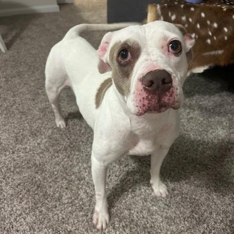 Missy, a Adoptable mixed breed in Corpus Christi, TX image 5/6