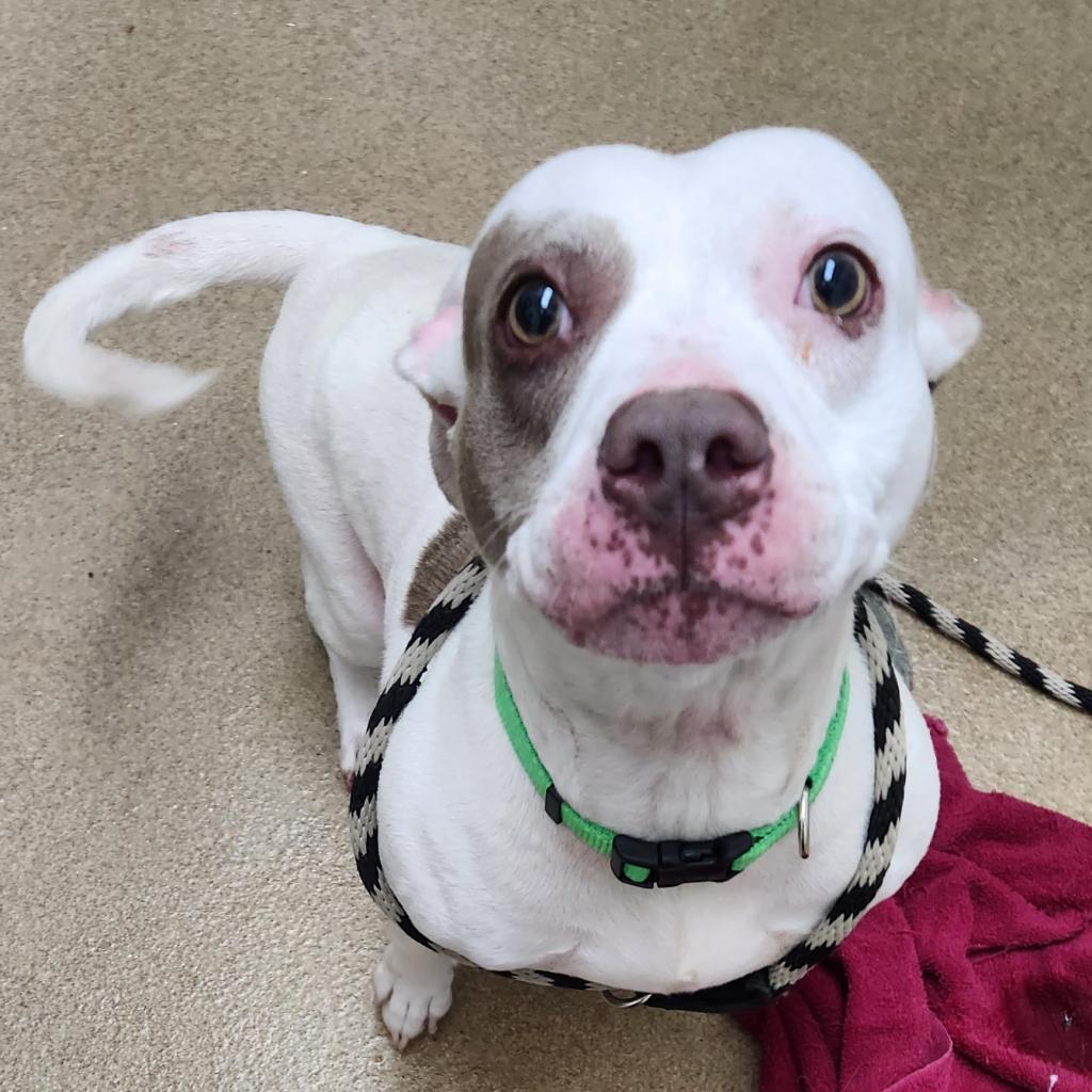 Missy, a Adoptable mixed breed in Corpus Christi, TX image 6/6