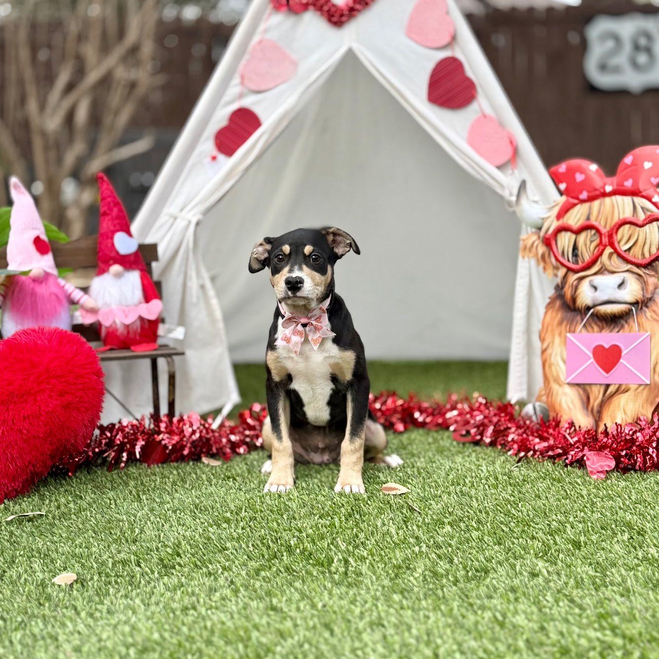 Everly — thumbnail 3