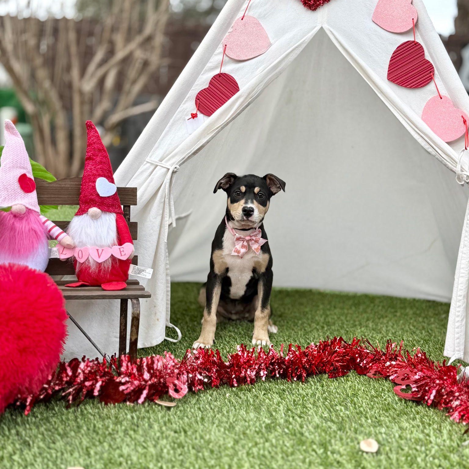 Everly — thumbnail 4