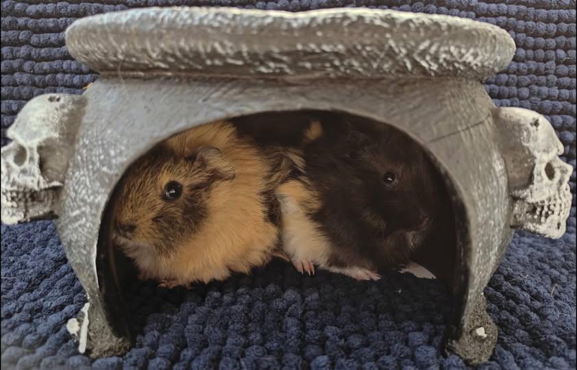 Enlarge Billy and Binx, a Adoptable Guinea Pig in Amherst, NY image 1/1