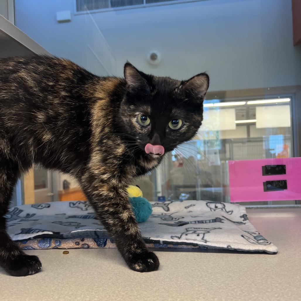 Enlarge Aquarius, an adopted Domestic Short Hair in Cedar Rapids, IA image 1/1