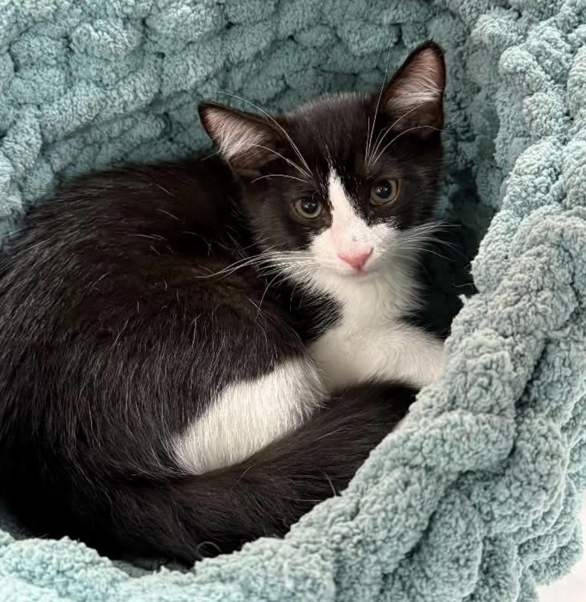 Enlarge Justice, a Adoptable Domestic Short Hair in Murrieta, CA image 1/4
