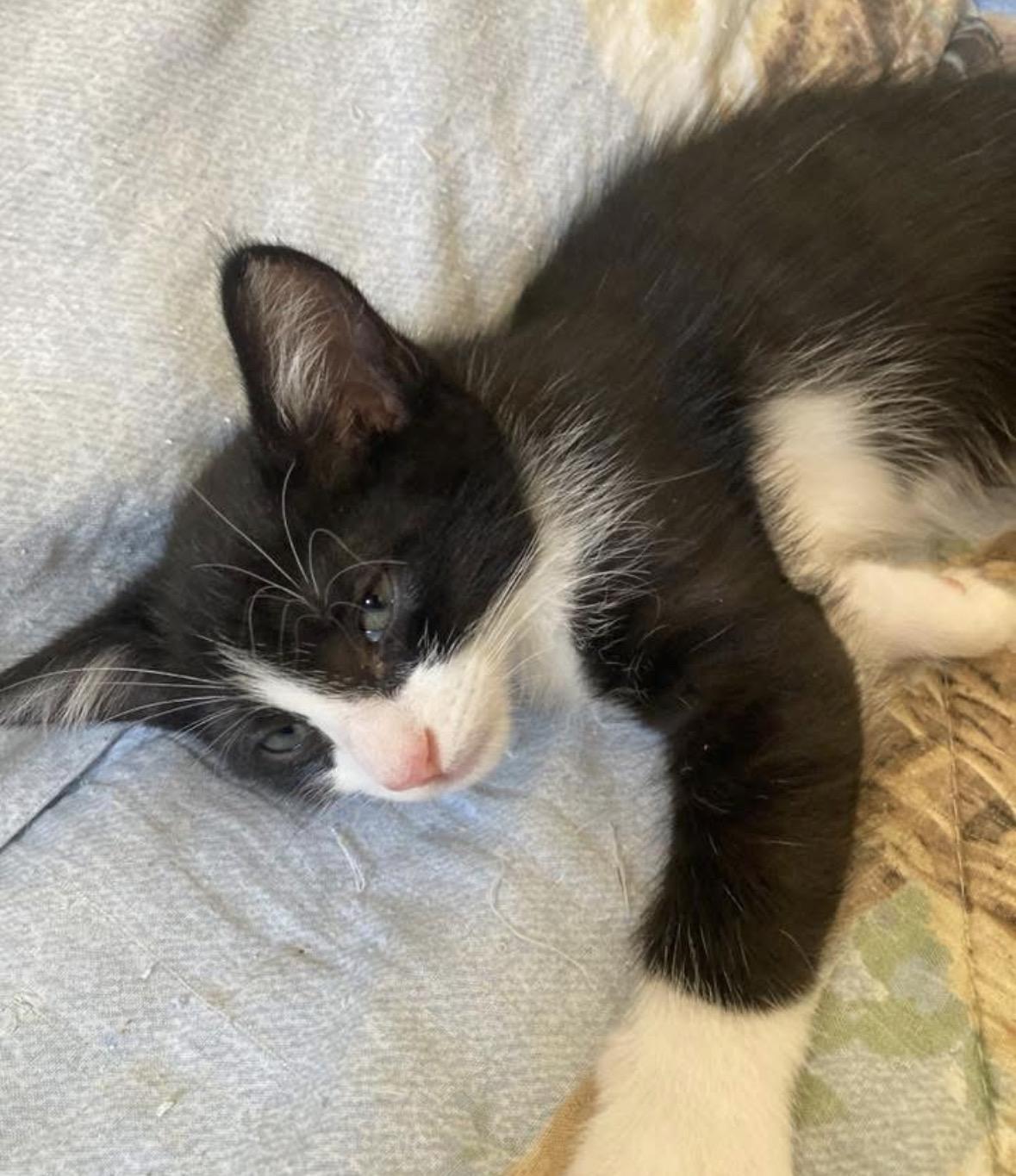 Enlarge Justice, a Adoptable Domestic Short Hair in Murrieta, CA image 3/4
