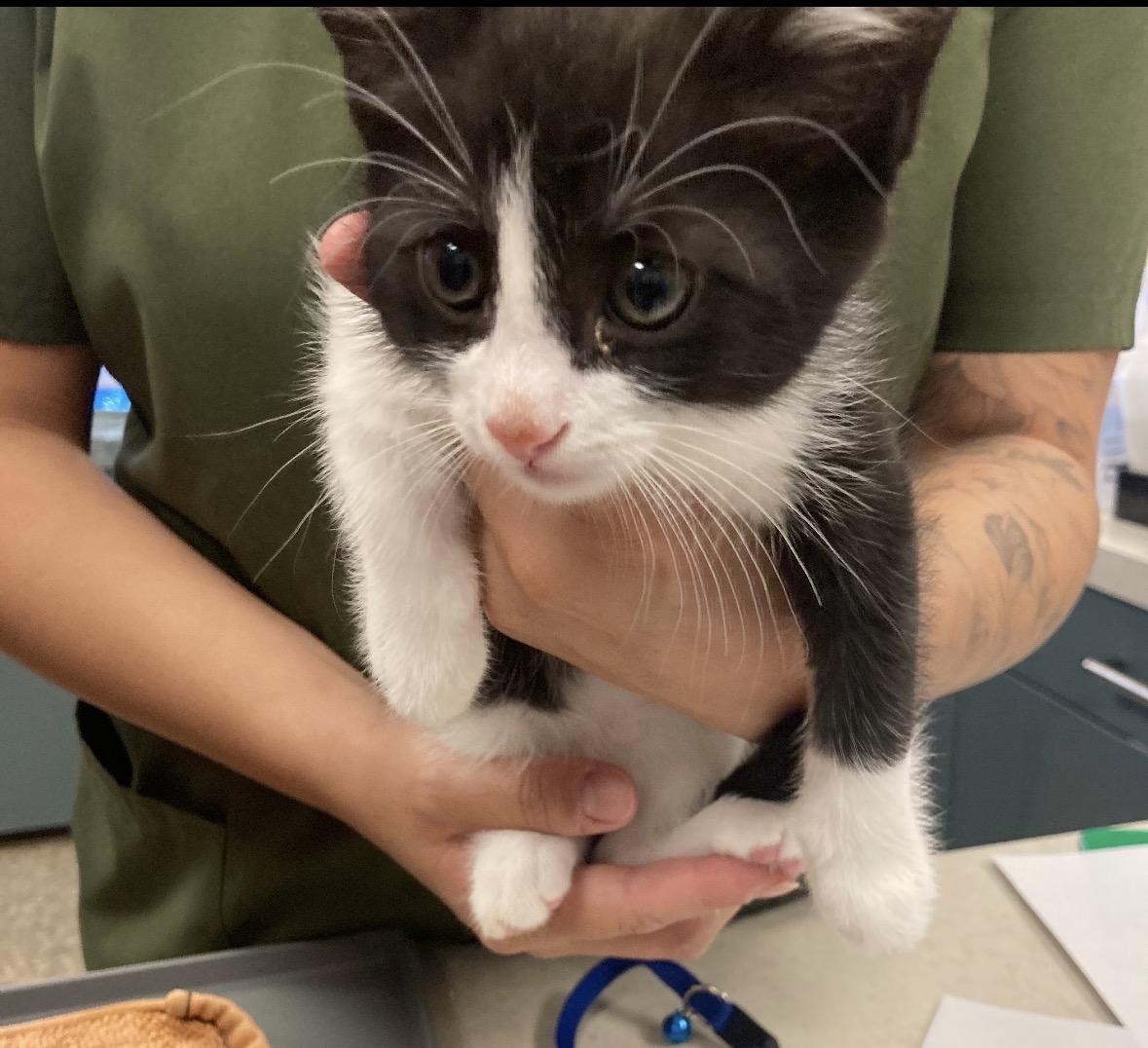 Enlarge Justice, a Adoptable Domestic Short Hair in Murrieta, CA image 4/4