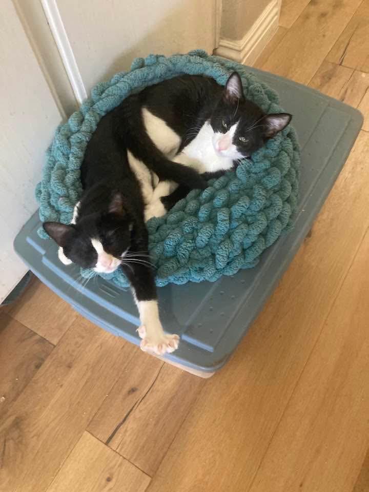 Enlarge Justice, a Adoptable Domestic Short Hair in Murrieta, CA image 2/4