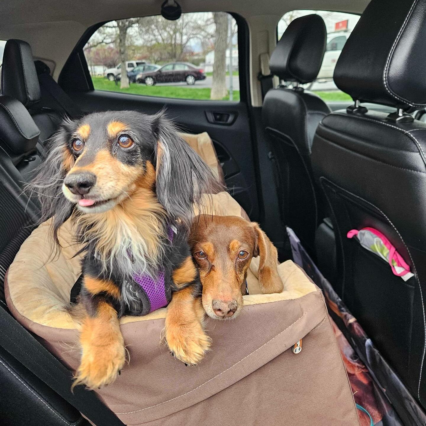 Enlarge Wolfie & Reese Bonded Pair, a Adopted Dachshund in Sandy, UT image 1/4