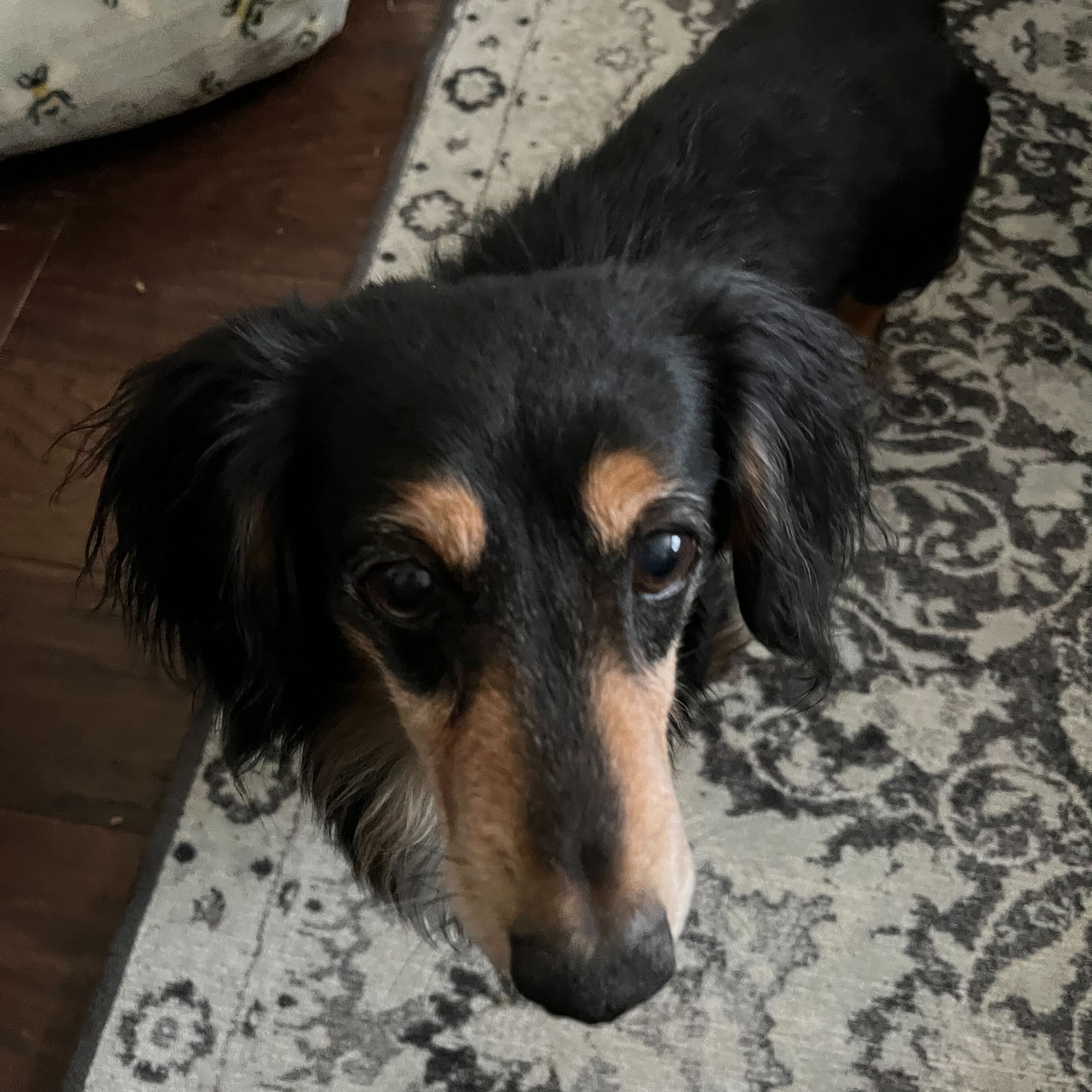 Enlarge Wolfie & Reese Bonded Pair, a Adopted Dachshund in Sandy, UT image 2/4