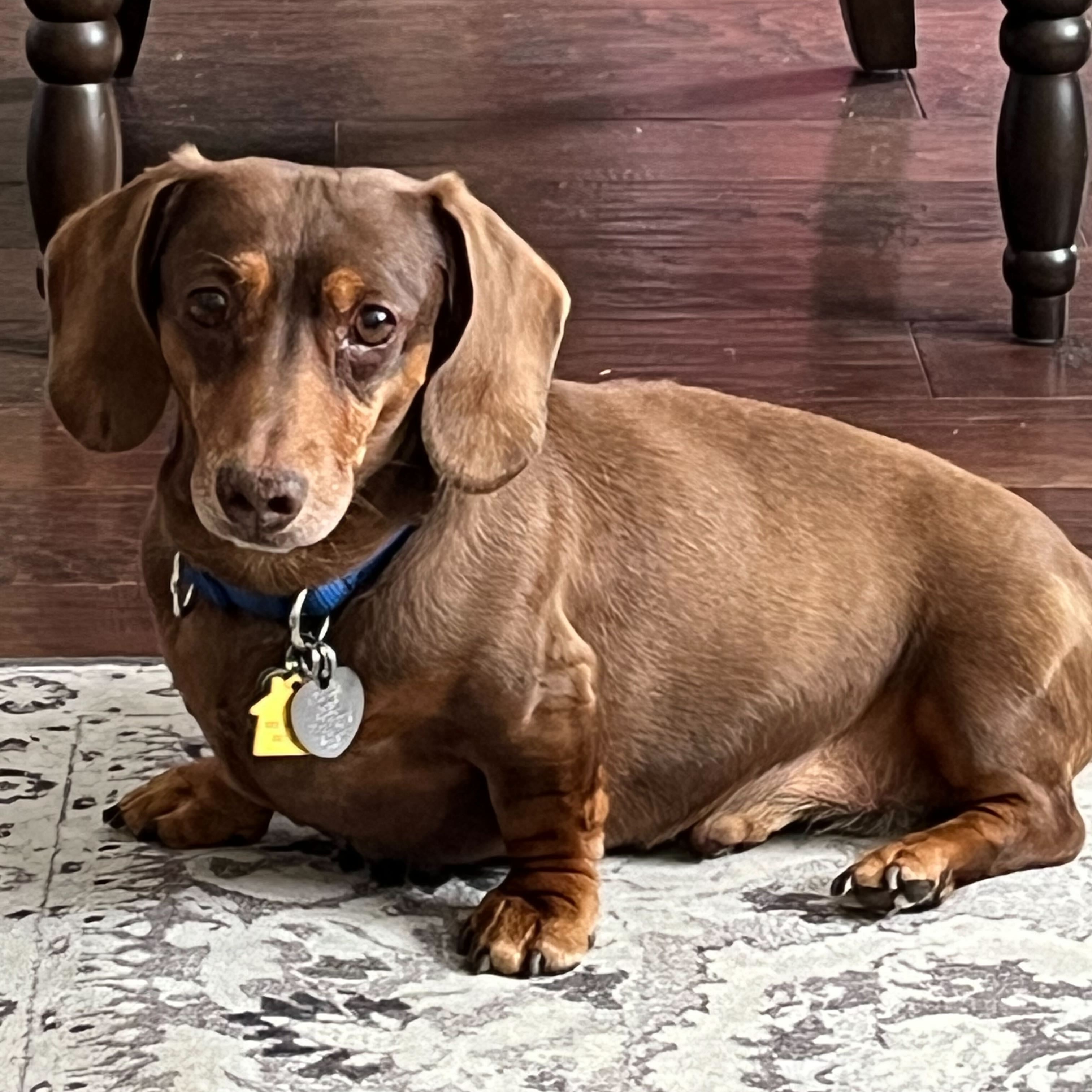 Enlarge Wolfie & Reese Bonded Pair, a Adopted Dachshund in Sandy, UT image 3/4