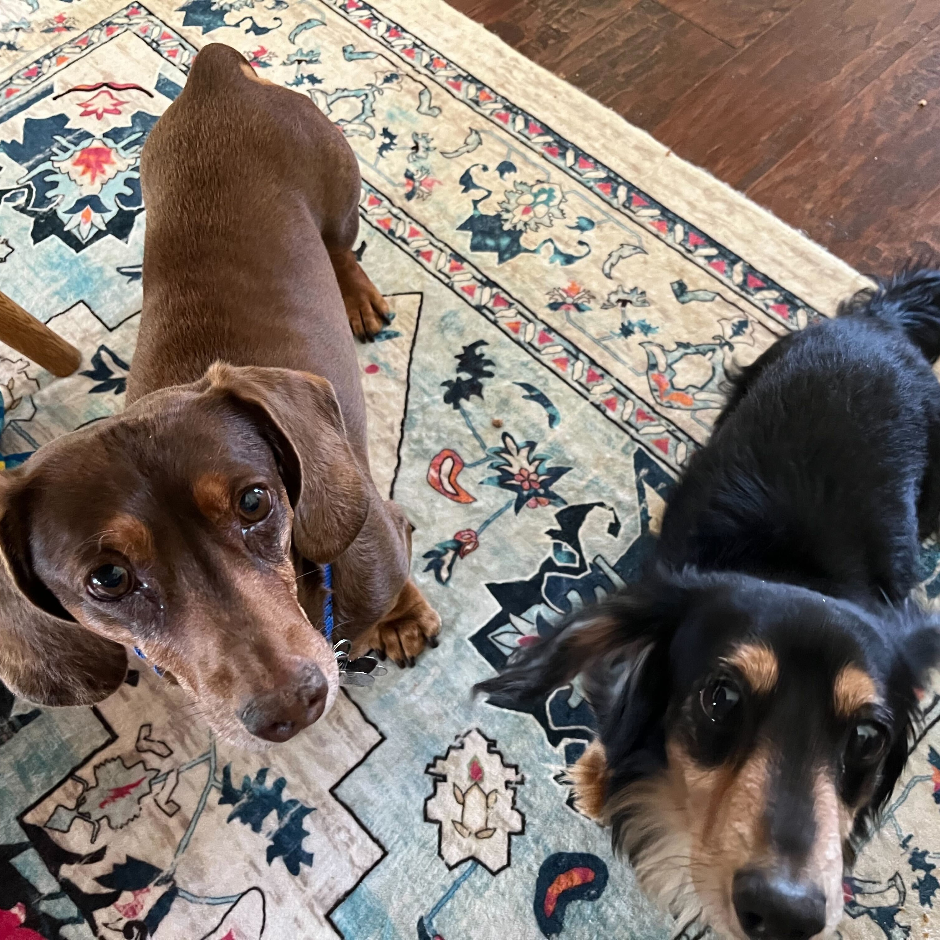Enlarge Wolfie & Reese Bonded Pair, a Adopted Dachshund in Sandy, UT image 4/4