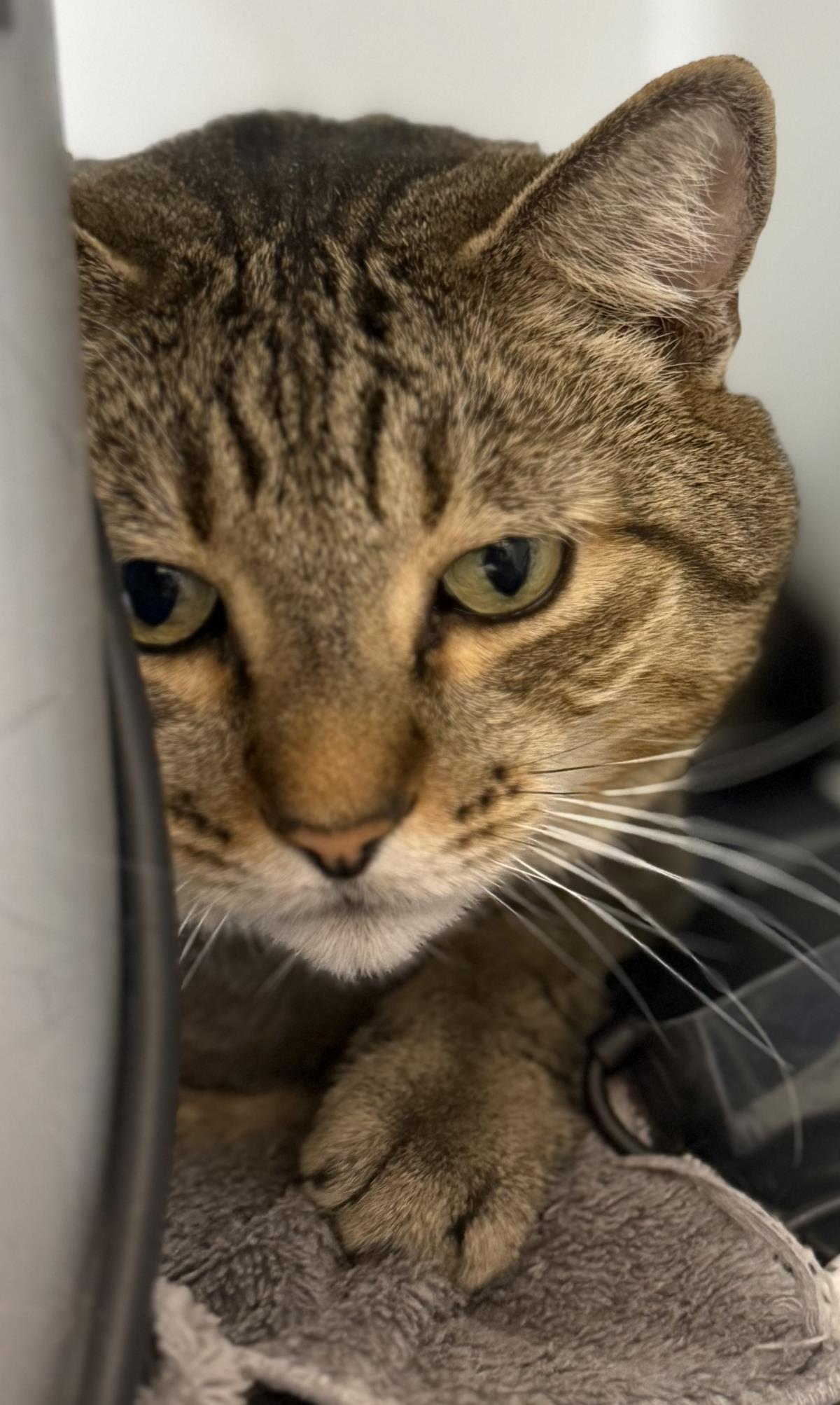 Grady Peters, a Adoptable Domestic Medium Hair in Chandler, AZ image 1/3